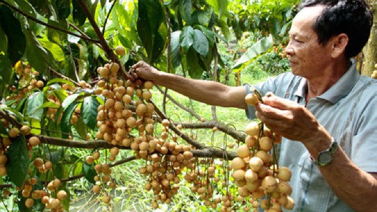Hòa mình vào vườn trái cây Lâm Sơn, đặc sản Ninh Thuận